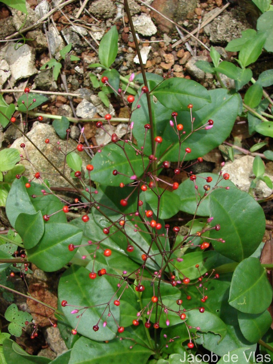 Talinum paniculatum (Jacq.) Gaertn.